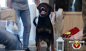 462K views · 4.3K reactions | J'interviens au domicile de cette famille car leur chien les menace. Petit à petit ils ont perdu le control sur le comportement de leur chien. Je vous explique dans cette vidéo pourquoi ce chien n'accepte pas les règles de vie de la maison. Gérôme www.symdog.com | SYM DOG | Facebook