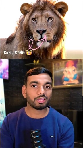 Handsome Lion Of The World