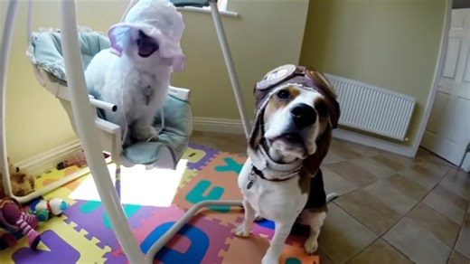Beagle in Aviator Hat Swings With Puppy
