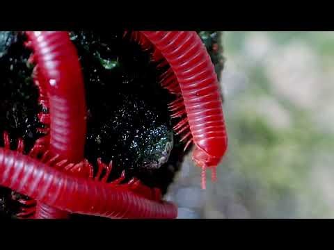 Up Close: The Hypnotic Walk of a Millipede