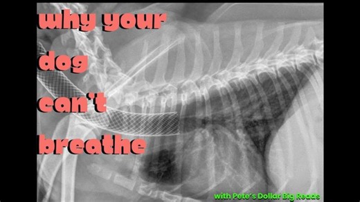 When Dogs Can’t Breathe – Tracheal Collapse Explained | Peter Noël