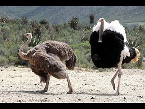 Criação de Avestruz é lucrativa