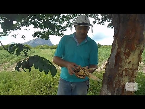 Conheça as utilidades do cumaru, uma planta medicinal do sertão