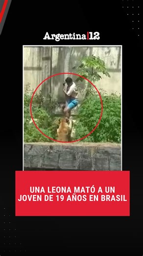 Argentina|12 on Instagram: "UNA LEONA MATÓ A UN JOVEN DE 19 AÑOS EN BRASIL Este domingo un joven de 19 años murió luego de ser atacado por una leona tras haber ingresado a su jaula en el Parque Zoobotánico Arruda Câmara de Brasil. La víctima, Gerson de Melo Machado, había trepado un muro de seis metros y descendió deslizándose por un árbol, mientras otros visitantes le gritaban que no lo hiciera. La leona, apenas detectó al joven, corrió inmediatamente hacia él y se le lanzó encima en el momento