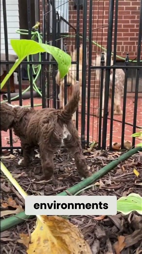 Preparing Puppies for Their First Flight ✈️🐾 | Rose Cottage Doodles