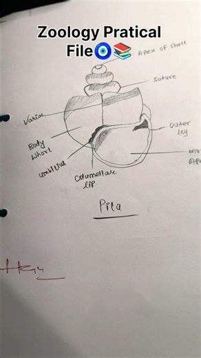 Taxonomy Zoology File 🧿📚#cmp🎓 #collegelife #diagram ↖️#art #myself #viral #shortsfeed #shorts📌