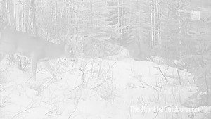 Trail cam captures majestic buck near Calgary