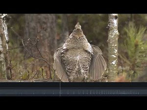The Drumming Sound of a Ruffed Grouse by Scout-N-Hunt