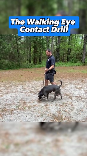 The CRDT Walking Eye Contact Drill - Dog Trainer Chad demonstrates a drill you can do with your dog to continue to build upon your dog’s focus on you. Full video with more examples on our YouTube channel! #dogs #dogtraining #dogtrainer #dogtrainingtips #dogtrainingadvice #pitbull | Canine Revolution Dog Training