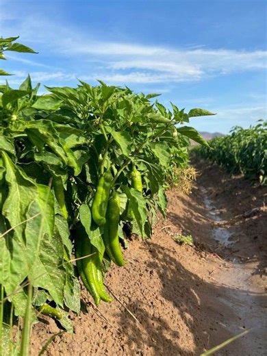 Food, agriculture sectors contribute $50B to NM economy