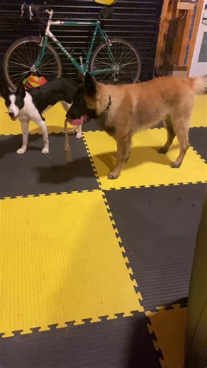 Denise Fenzi on Instagram: "In today’s episode of… What is going on in the heads of these dogs… Just before this video started, two interesting things happened. First, the dogs were lying face to face, gently playing. Then Tye decided to take the bone that was right under Xen’s nose. Xen said no. There was real tension for a few seconds — noses inches apart, both hovering over that bone — before Tye got up, wandered off, and Xen chewed on it for a couple of minutes. Tye did what he always does w