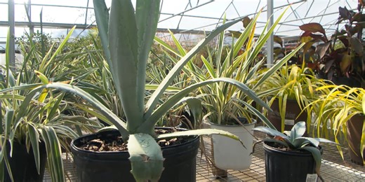 Long Beach garden center shares tips on caring for plants during freezing temperatures