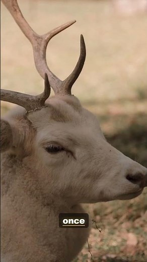 The Red Deer Up Close | 4K Wildlife Documentary