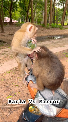Funny Barla Monkey vs Mirror 😅😂🐒 #monkey #animals #wildlife #funnyshorts #monkeys