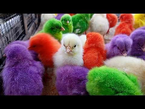 Kumpulan Ayam Lucu Terimut Sedunia! Anak Ayam Warna Warni Super Gemas yang Viral Banget #ayamlucu