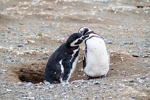 Penguin ‘scandal’ explodes on internet; netizens react