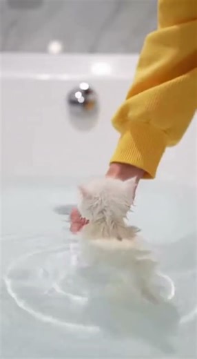 The Kitten finally learns to swim !🏊‍♂️ 💕 Watch this adorable first splash #Cats #Swimming #CutePets