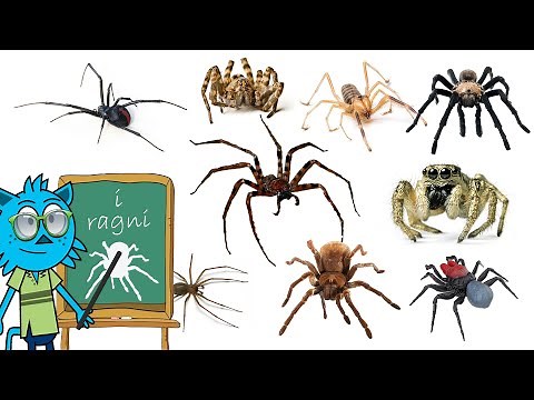 Tipi di Ragno e curiosità 🕷️ | Video di apprendimento divertente ed educativo