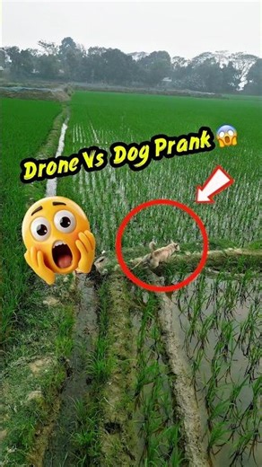 Funny Dog Pranks 🤣 || Hilarious Reactions That Will Make You Laugh 😱 #shorts #drone #prank #funny