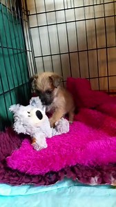 This little girl was left into a vet to be put to sleep a few weeks ago. Because she has mange.. She is so tiny we've just been calling her Baba for now. She is undergoing a 6 week course of weekly treatment by which time she will then be more than ready to be rehomed. Today she had a lovely medicated bath and afterwards she got a brand spanking new Kong teddy all for herself compliments of Fetch your pet needs. We just wanted to introduce her to you all 󾌵 | Cara Rescue Dogs