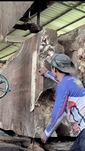 Watch What Happens When This Giant Log Is Cut!