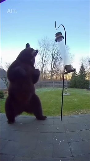 Ring Camera Catches Bear Training in Backyard Karate #aianimals #aiart #aicomedy