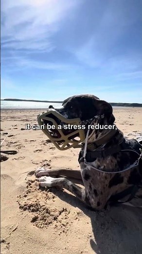 Why Safe Handling Starts With the Right Muzzle | Humane Innovations | The Muzzle Movement