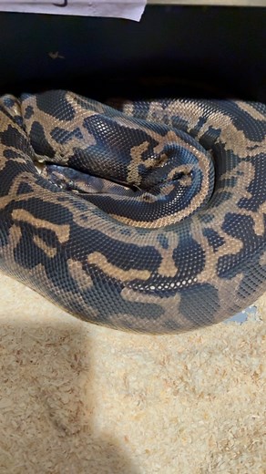 Give up those eggs! Hurricane clown x blackhead confusion leopard #ballpython #royalpython #reptile #reptiles #reptilesofinstagram #snake #snakes #pets #pet #petsofinstagram #animals #wildlife #recessivegang #ballpythons #royalpythons #reels #visionquestreptiles #viral #babies #babiesofinstagram #marketing #small #smallbusiness #stockmarket #exotic #beaut | Dan Kristen