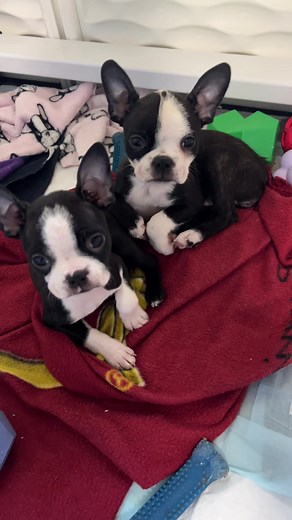 Emotional Farewell to Our Last Boston Terrier Pups