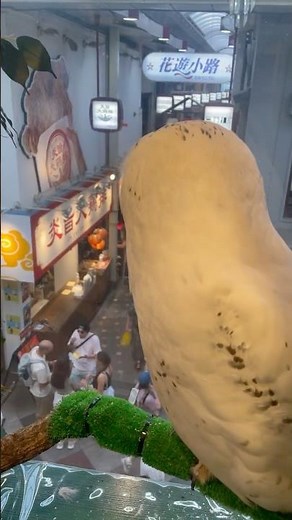 新店舗でリニューアルオープン！ 新居で外を眺めているフクロウ【#ふくろう 】