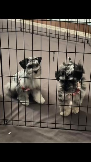 Schnauzer Puppies for Sale in Dallas