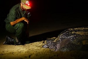 Turtle monitoring programme