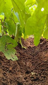 Brinjal is scientifically known as Solanum melongena. It belongs to the family Solanaceae. It is an annually growing plant of subtropical and tropical regions grown extensively for its berry-like fruit. #organicfarming #organic #naturalfarming #natural #forestfarming #health #healthyfood | Bagdara Farms | Facebook