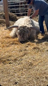 Rampion is so chill! Brad was trying to get him up, and he’s like nah not right now, so instead he got a nice back rub 😝 Today his little shelter arrives and then his water line will get put in, then he can head on over with the bulls. I kinda like him here where I can just go out and spoil him… | webbcattlecohighlands