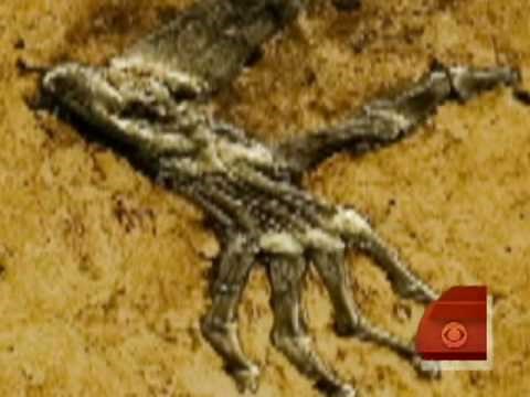 Evolution's Missing Link?