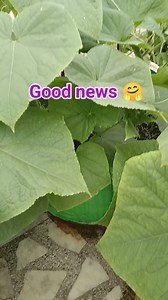 2.2K views · 75 reactions | Mission successful #cucumber #pollination #gardening #organic #fbreelsfypシ゚viralシ #reelsfypシ #reelkarofeelkaro @followers @highlight | Pritishiya Yadav | Facebook