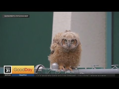 Sacramento State students react to owl fledgling perched at eye level