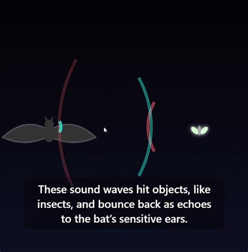 How Bats See in Total Darkness : The Science of Echolocation 🦇