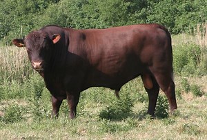 Red Poll - Alchetron, The Free Social Encyclopedia