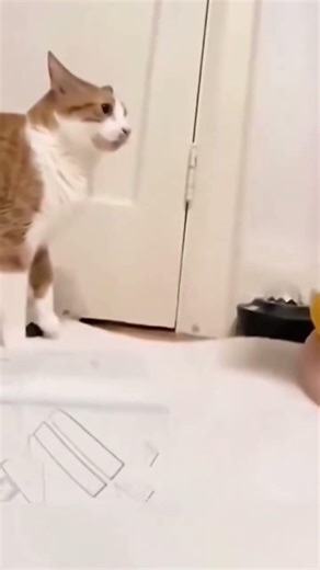 Talking back gone wrong! 😹 #PetMadness #FunnyCats #shorts