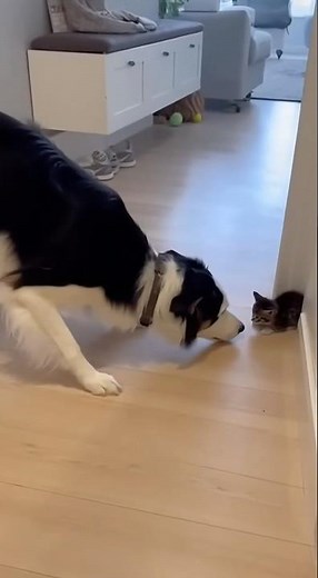 The dog tried to bully the kitten… big mistake! 😼🐶💥