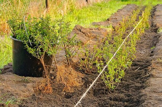Planter une haie de troène - Gamm vert