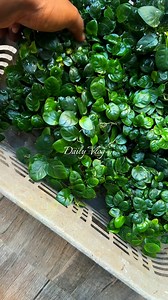 Low tech plants 🌱❤️ NatureScapes Homagama 0779476876 | NatureScapes