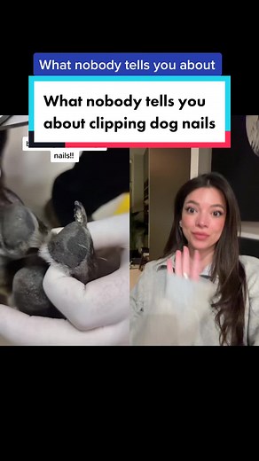 How to Safely Clip Your Dog’s Black Nails to Avoid Bleeding