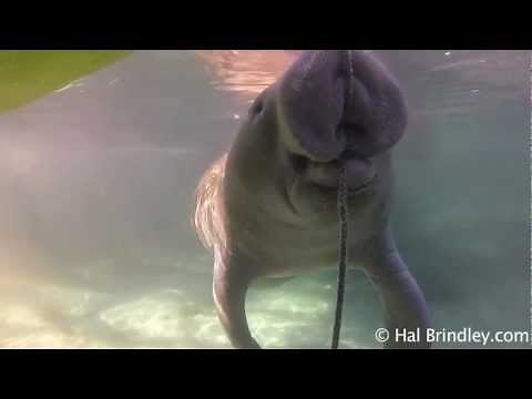 Amazing Manatee Lips!