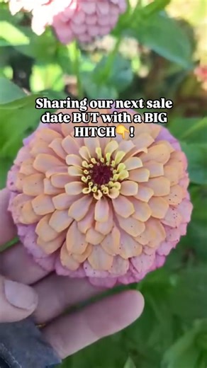 📢So here is what you've been waiting for... Our next zinnia sale will be Saturday, January 24th at 2pm CST for just newsletter subscribers as the first hour will be password protected (our subscribers will get the passcode via email on 1/17, 1/20, 1/23 & at sale time), then at 3pm CST It will open to the public! You can sign up for our newsletter through our website (link in profile) & then confirm your subscription through the email sent to you right after. If you do not get our emails on the 