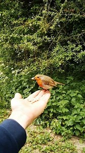 At one with nature. A Robin feeding from your hand is the greatest feeling. #riotherobin🧡 | The Robin Whisperer