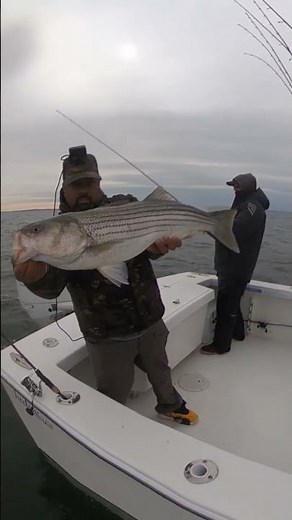 Garmin Livescope and Humminbird Side Scan Used In Saltwater For Striped Bass Fishing. #shorts