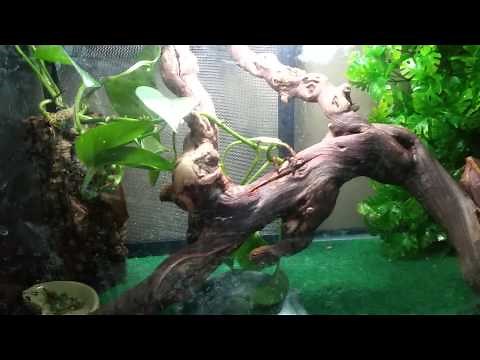 Pygmy chameleon setup