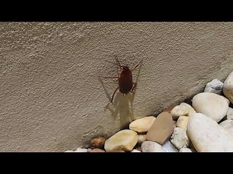 How To Control American Cockroaches Palmetto Bugs Water Bugs In South Florida Natural Pest Control